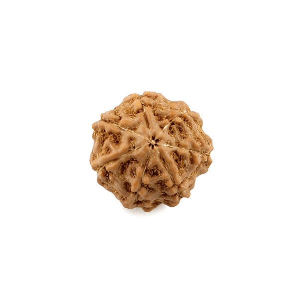 Seven Mukhi Rudraksha