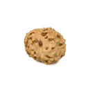 Thirteen Mukhi (Faced) Rudraksha Bead from Java