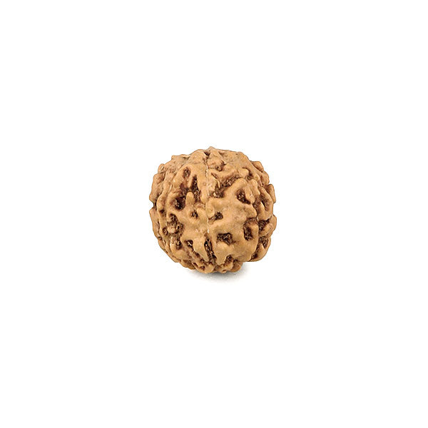 Rudraksha 6 Mukhi Bead