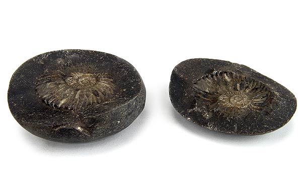 Shaligram Shila - Symbol of Maha Vishnu