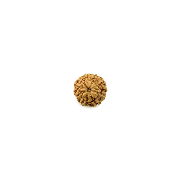 9 Mukhi Rudraksha Bead