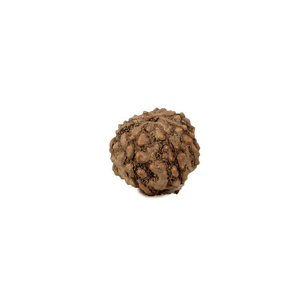 8 Mukhi Rudraksh