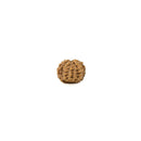 Rudraksha Bead 10 Mukhi