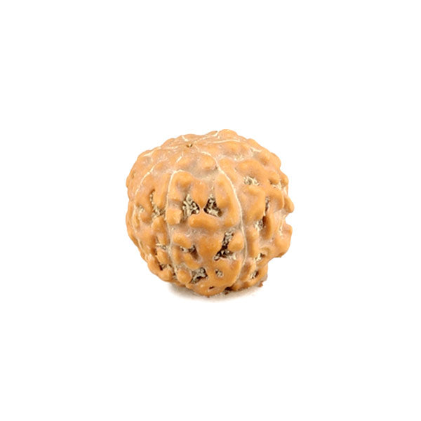 Rudraksha 7 Mukhi