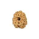 Thirteen Mukhi (Faced) Rudraksha Bead from Java