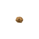 Rudraksha Bead 10 Mukhi