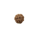 8 Mukhi Rudraksh