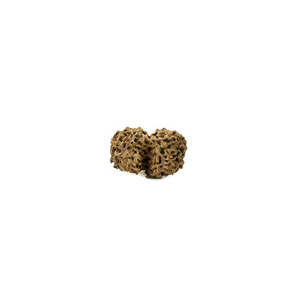 Gauri shankar Rudraksha from Java